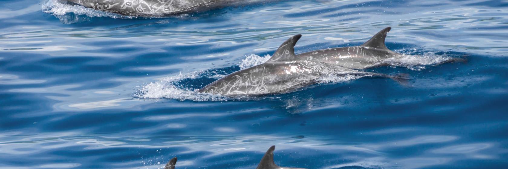 Acquario Dolphin Explorer